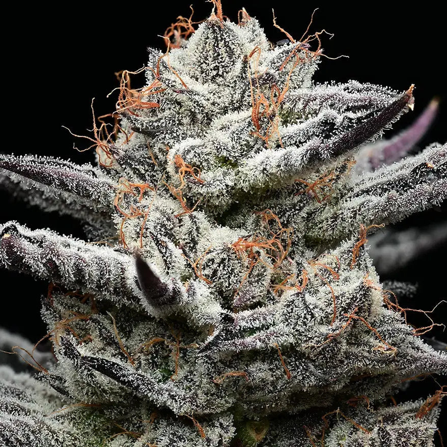 Knospen der Hanfpflanze Black Cherry Gushers von Barneys Farm. Dunkelgrüne Knospe, stark bedeckt mit Harz und teilweise orangenen Härchen, spitze grüne Blätter stehen hervor, vor einem schwarzen Hintergrund.