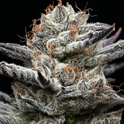 Knospen der Hanfpflanze Black Cherry Gushers von Barneys Farm. Dunkelgrüne Knospe, stark bedeckt mit Harz und teilweise orangenen Härchen, spitze grüne Blätter stehen hervor, vor einem schwarzen Hintergrund.