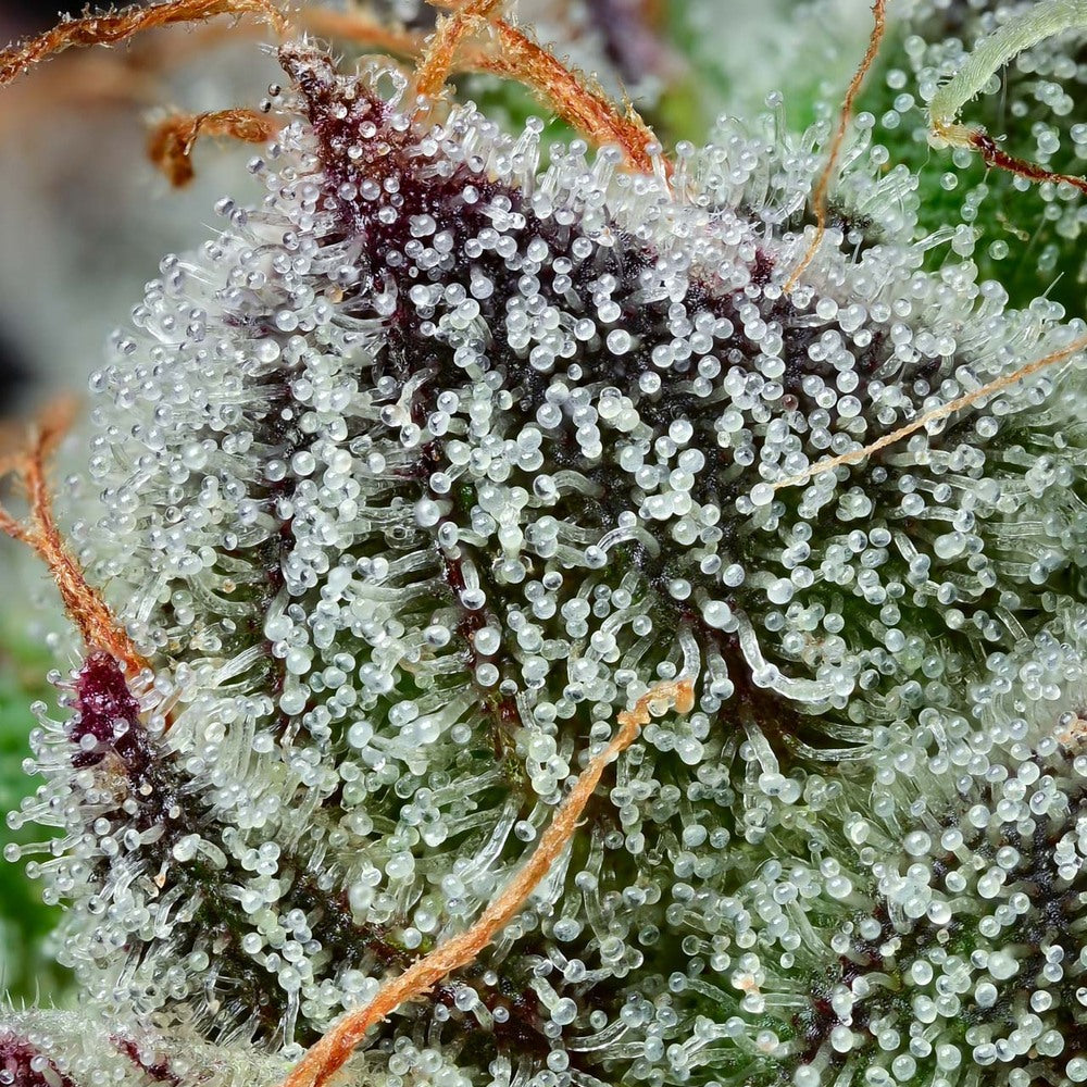 Extreme Nahaufnahme von vielen klaren, pilzförmigen Harzdrüsen auf einer saftig grün-lila Knospe mit orangenen Härchen