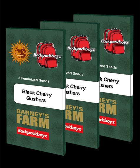Drei Verpackungen der Samen Black Cherry Gushers von Barneys Farm aneinander gereiht. Die Verpackungen sind dunkelgrün, die Sonne vom Logo der Marke befindet sich oben mittig, darunter steht "Black Cherry Gushers" in einem weißen Rechteck mit abgerundeten Ecken. Unter diesem ist die Aufschrift "Souvenirs from Holland" und ganz unten mittig befinden sich in einem hellen gelb die Schrift "Barneys Farm".