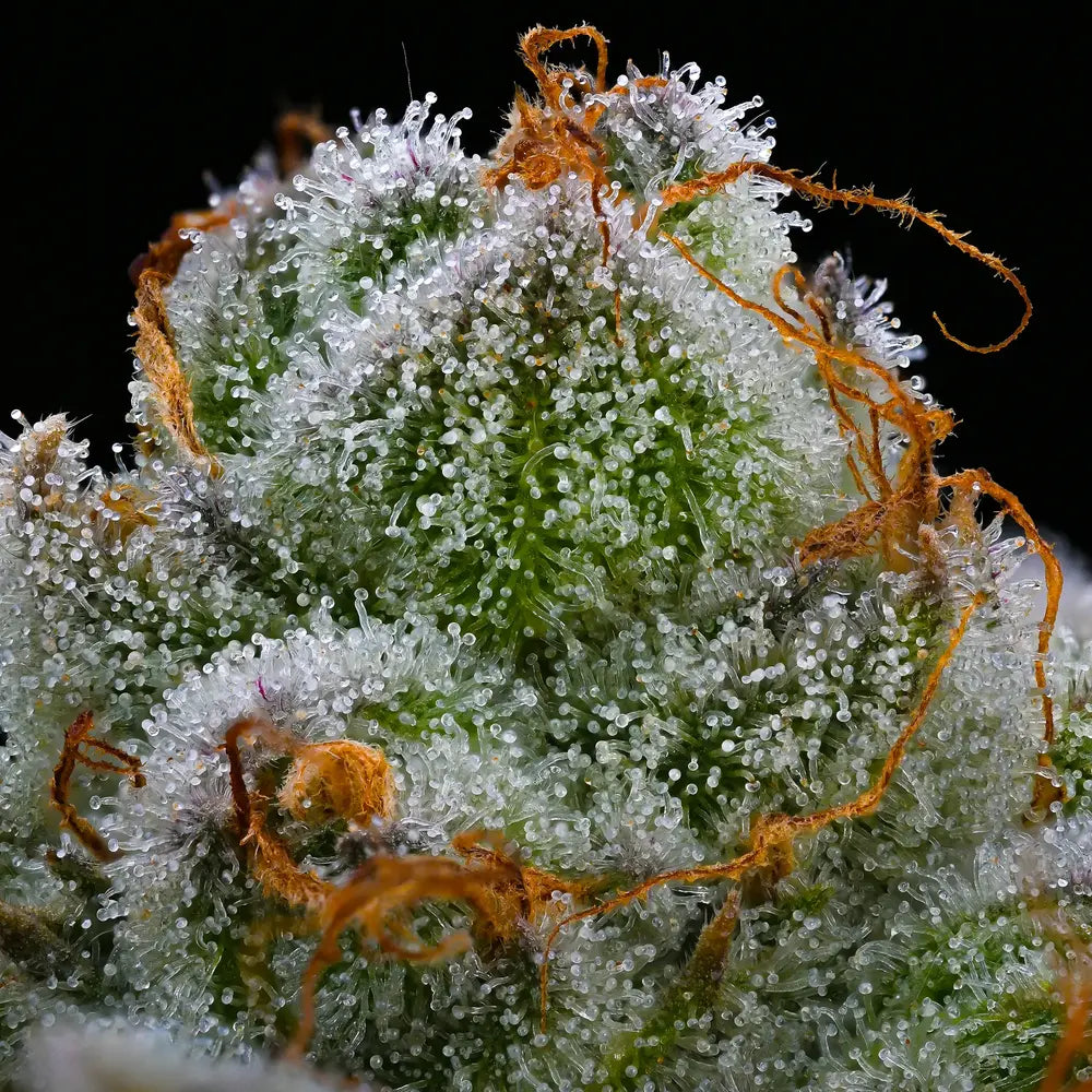 Extreme Nahaufnahme von vielen klaren, pilzförmigen Harzdrüsen auf einer saftig grünen Knospe mit orangenen Härchen auf einem schwarzen Hintergrund.