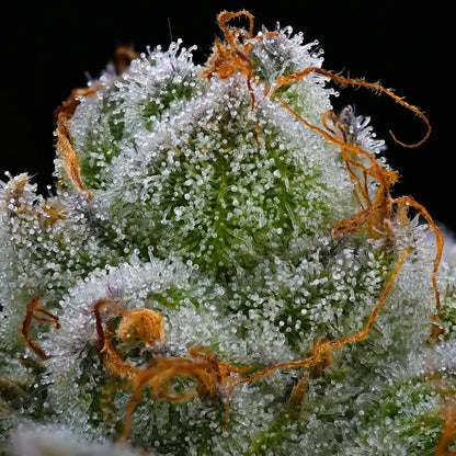 Extreme Nahaufnahme von vielen klaren, pilzförmigen Harzdrüsen auf einer saftig grünen Knospe mit orangenen Härchen auf einem schwarzen Hintergrund.