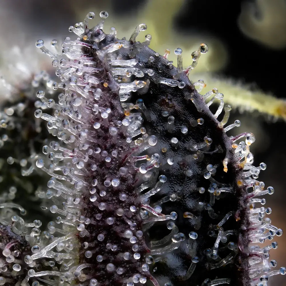 Extreme Nahaufnahme von vielen klaren, pilzförmigen Harzdrüsen auf einer saftig Knospe. Diese ist dunkel lila. Der Hintergrund ist dunkel und unscharf, mit wenigen grünen Elementen