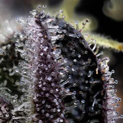 Extreme Nahaufnahme von vielen klaren, pilzförmigen Harzdrüsen auf einer saftig Knospe. Diese ist dunkel lila. Der Hintergrund ist dunkel und unscharf, mit wenigen grünen Elementen