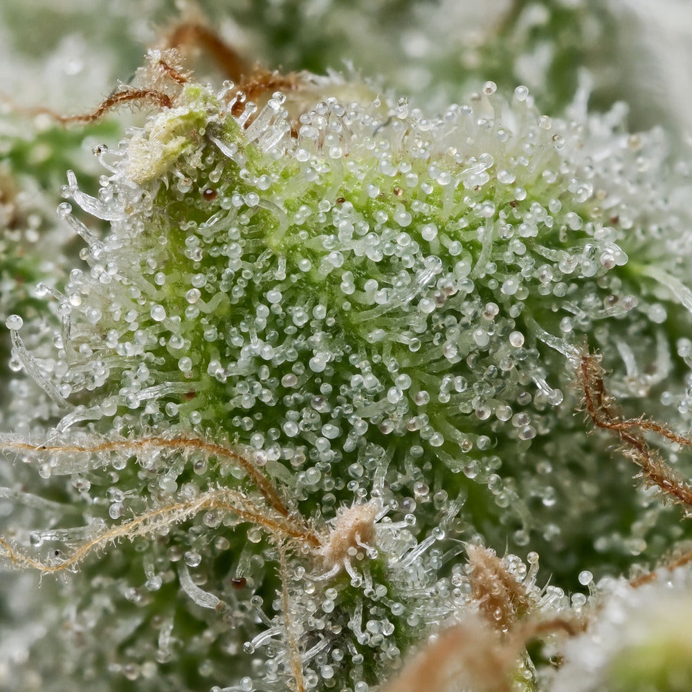 Extreme Nahaufnahme von vielen klaren, pilzförmigen Harzdrüsen auf einer saftig grünen Knospe.