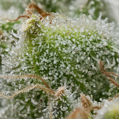 Extreme Nahaufnahme von vielen klaren, pilzförmigen Harzdrüsen auf einer saftig grünen Knospe.