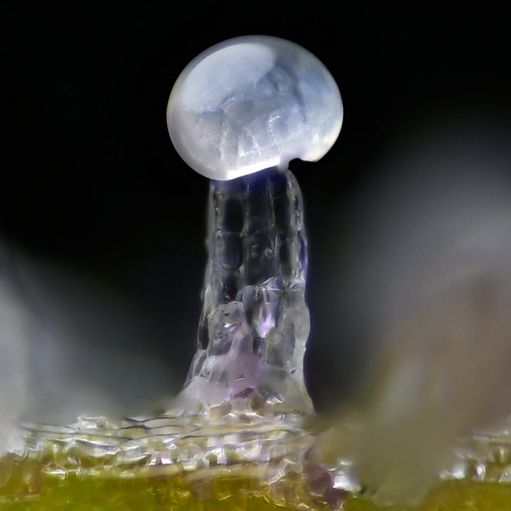 Extreme Nahaufahme von einer einzelnen Harzdrüse. Sie ist milchig klar mit lila Schimmer und pilzförmig vor einem unscharfen, dunklen Hintergrund.