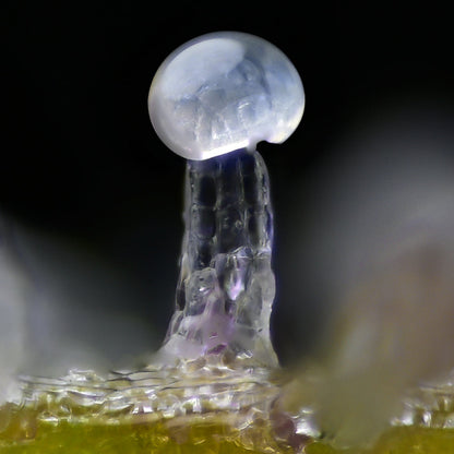 Extreme Nahaufahme von einer einzelnen Harzdrüse. Sie ist milchig klar mit lila Schimmer und pilzförmig vor einem unscharfen, dunklen Hintergrund.