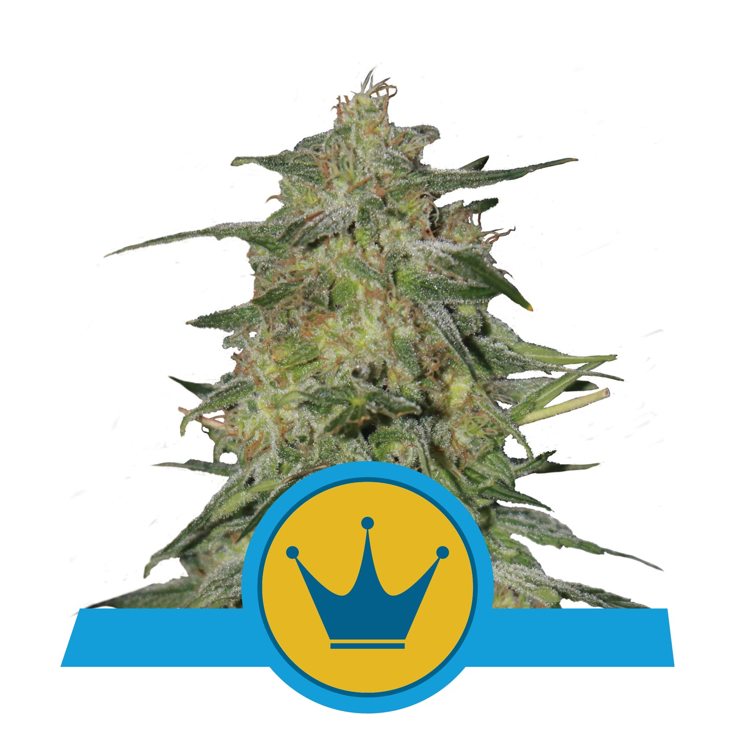 CBD Royal Highness Royal Queen Seeds Strain, Bushdoctor Cannabispflanez mit Trichomen