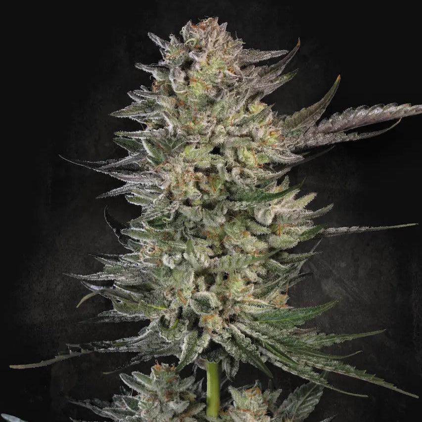 Candy Breath Marihuanas Pflanze von Paradise Seeds Hanfsamen