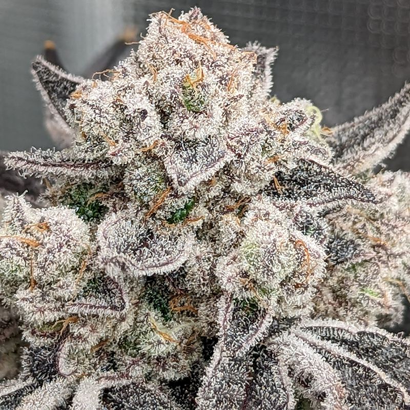 Hanfpflanze Cap Junky reich an Trichomen mit orangen Härchen.