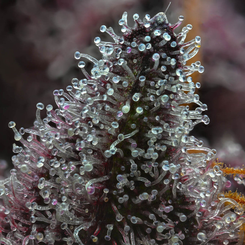 Makroaufnahme von Cannabis-Trichomen auf der Sorte „Cherry Poppers" von Barneys Farm. Klare, pilzförmige Harzdrüsen bedecken dicht die grün-lila Blütenoberfläche. Der Hintergrund ist verschwommen.