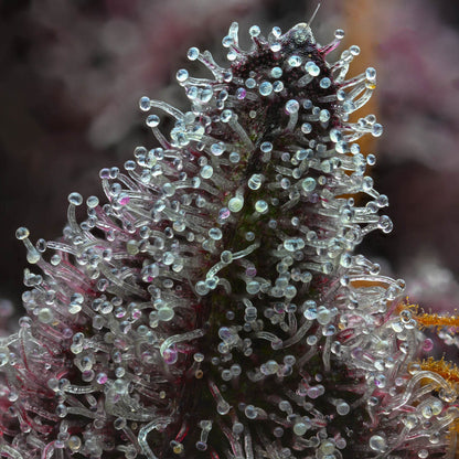 Makroaufnahme von Cannabis-Trichomen auf der Sorte „Cherry Poppers" von Barneys Farm. Klare, pilzförmige Harzdrüsen bedecken dicht die grün-lila Blütenoberfläche. Der Hintergrund ist verschwommen.