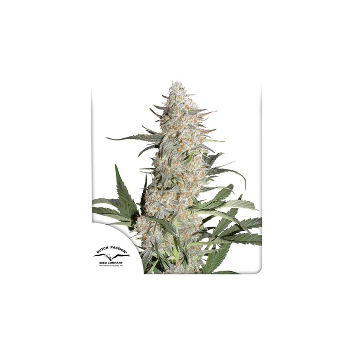 Hanfpflanze Critical Orange Punch von Dutch Passion. Reich an harzbedeckten Knospen, grüne Blätter.