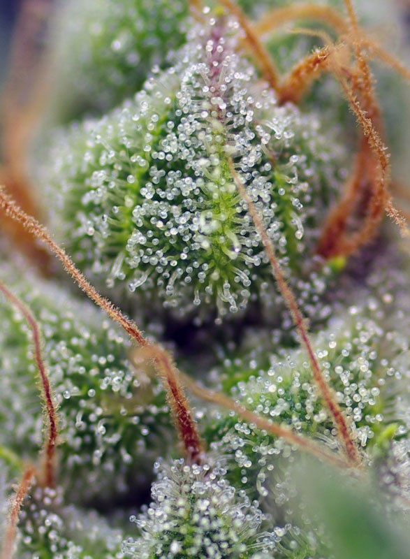    Crystal Candy®  Cannabis Trichome