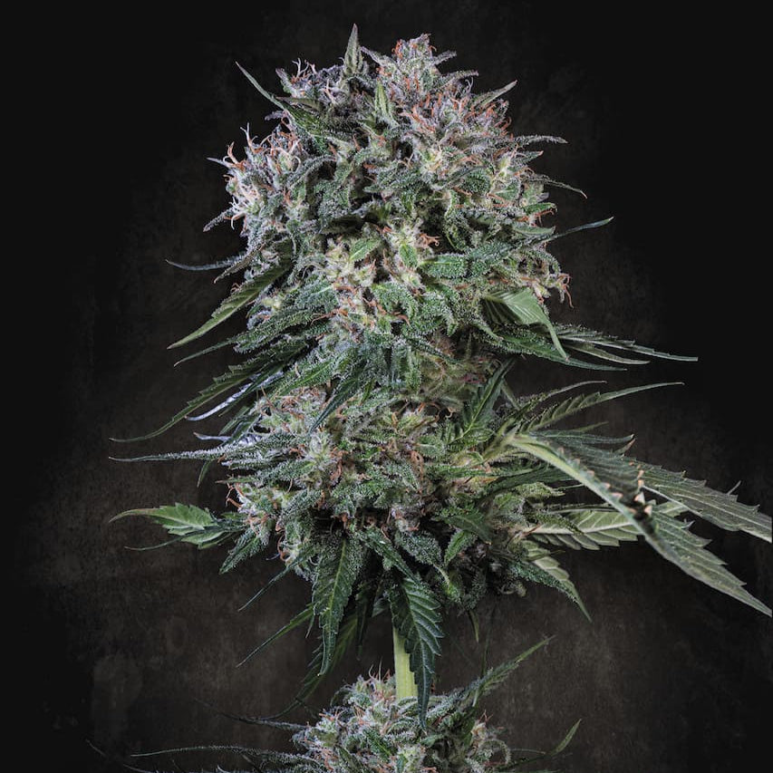 Doppler Marihuanas Pflanze von Paradise Seeds Hanfsamen gezogen