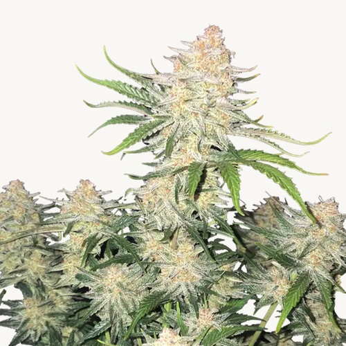 Cannabispflanze "Frostbanger Auto" mit grünen Blättern und Knospen, Samen von Fast Buds