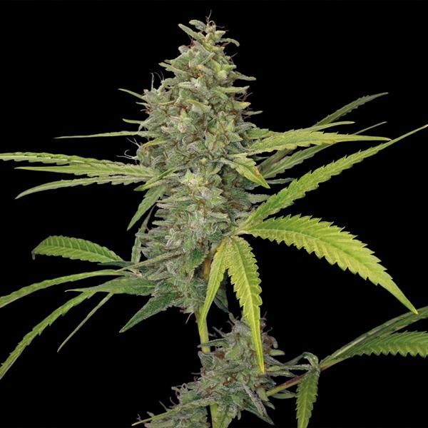 Hanfpflanze G13 Haze Feminisiert von Barney's Farm Samen