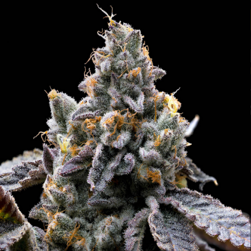 Harzreiche Knospen von den Seeds "GMO Cookies" von Barneys Farm mit vielen orangenen Härchen. Darunter grüne und an wenigen Stellen lila Blätter. 