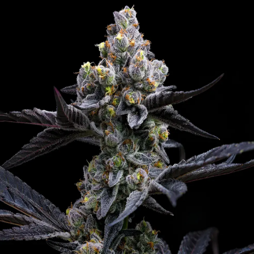 Hanfpflanze Garlic Cookies von Barneys Farm vor einem schwarzen Hintergrund. Die Pflanze ist reich an großen Buds, mit Harz bedeckt, stramme gezackte, tiefgrüne Blätter. Die Knospen haben teilweise orange Härchen.