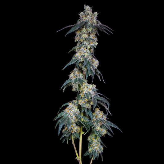 Gelato 45 Hanfstecklinge Cannabispflanze bestellen