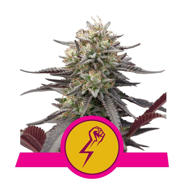 Green Crack Punch Hanfpflanze von Royal Queen Seeds von Hanfsamen gezogen