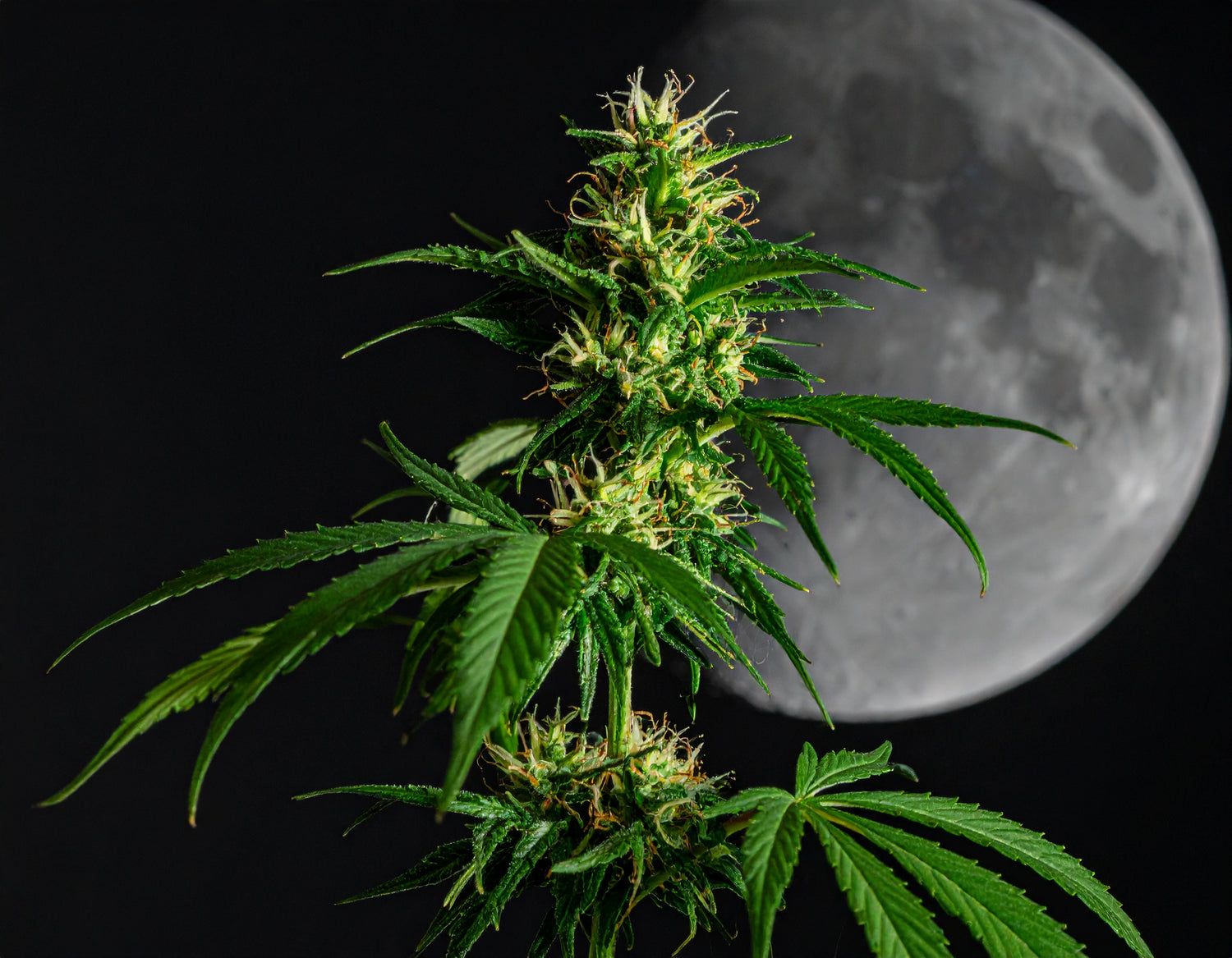 Eine grüne Hanfpflanze mit vielen Blättern, Knospen und Härchen steht im Vordergrund. Dahinter ist unscharf der Vollmond auf einem dunkel Hintergrund.