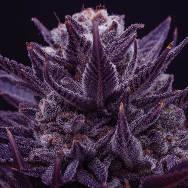 Dicke Buds mit Harz bedeckt und dicken Blättern. Die Hanfpflanze Imperium X ist dunkel lila und ist vor einem schwarzen Hintergrund.