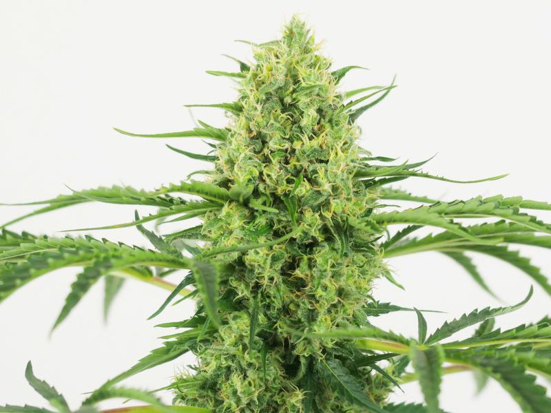 Palánta Big Bud 1,5 L (Sensi Seeds)