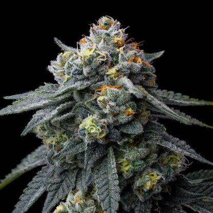 Hanfpflanze der Sorte „Jealousy“ mit mehreren harzreichen Buds, orangenen Härchen und dunkelgrün gezackten Blättern vor schwarzem Hintergrund.