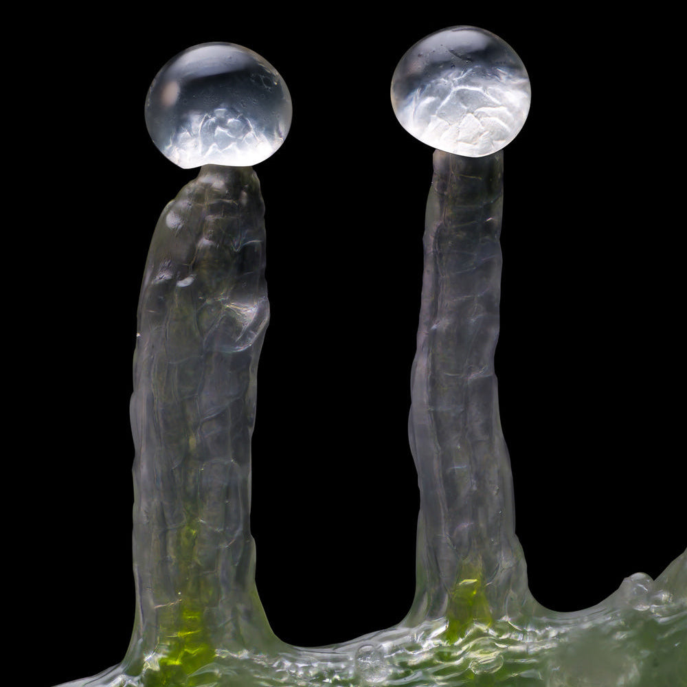 Extreme Makroaufnahme von zwei pilzförmigen Harzdrüsen auf der Hanfpflanze Jealousy der Marke Barneys Farm. Schwarzer Hintergrund