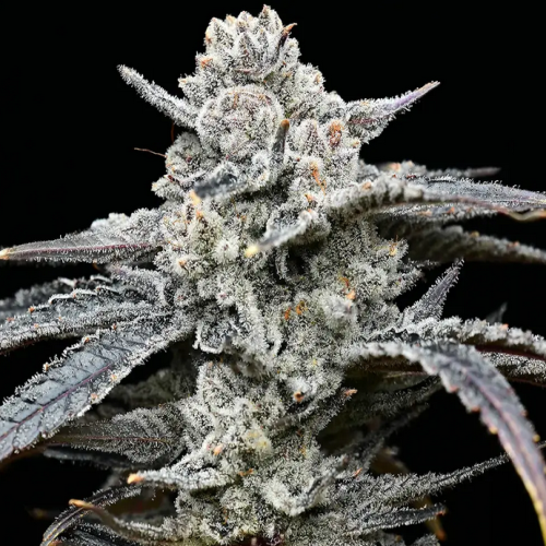 Hanfpflanze "Lemon Cherry Gelato" mit Seeds von Barneys Farm mit harzreichen Knospen und vielen Blättern vor einem schwarzen Hintergrund.