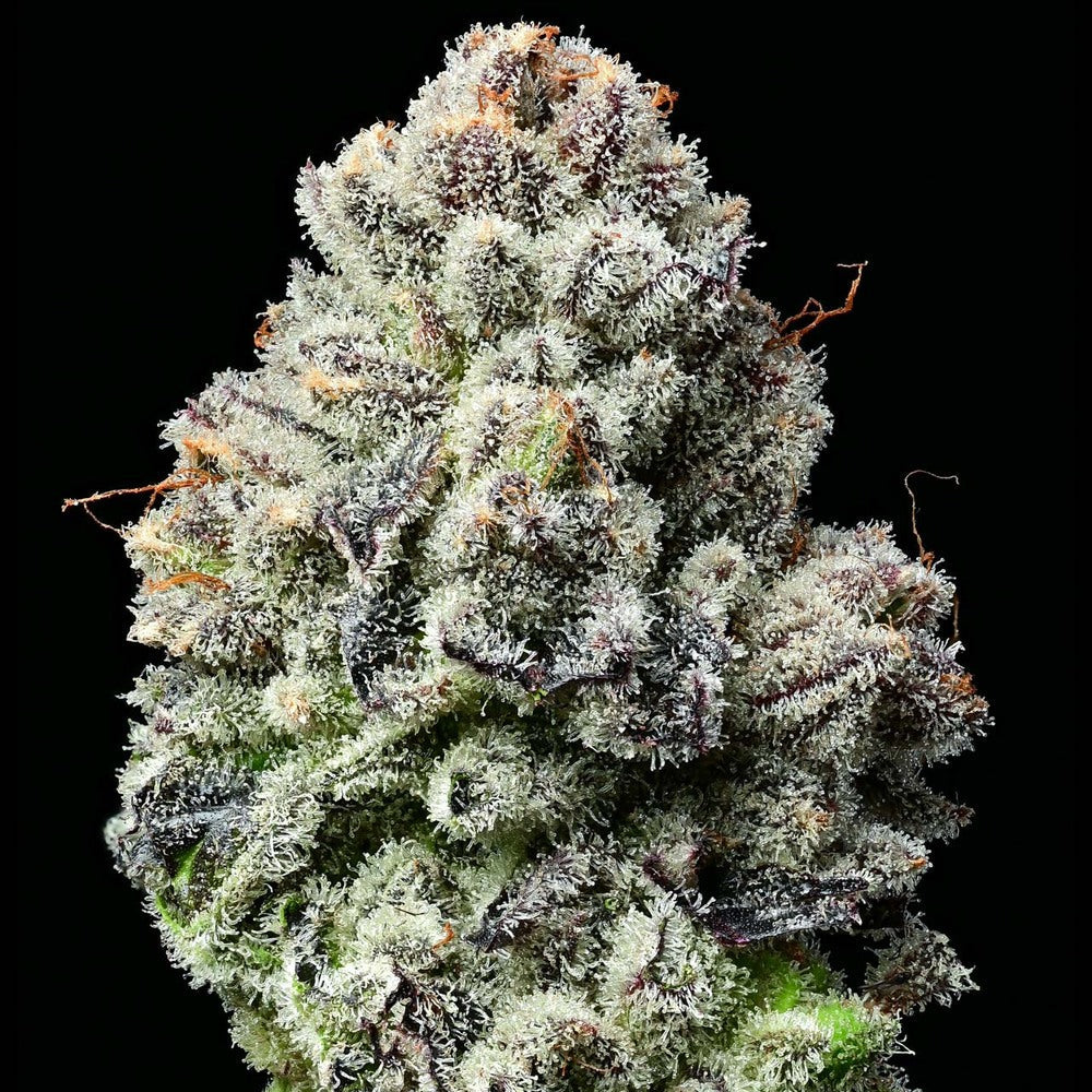 Nahaufnahme von einem Bud von der Hanfpflanze "Lemon Cherry Gelato" mit Seeds von Barneys Farm vor einem schwarzen Hintergrund.