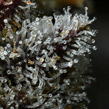 Makroaufnahme von Cannabis-Trichomen auf der Sorte "Lemon Cherry Gelato" von Barneys Farm – klare Harzdrüsen auf grün-lilaner Blüteoberfläche, dicht bedeckte Cannabis-Knospen mit kristallinem Harz.