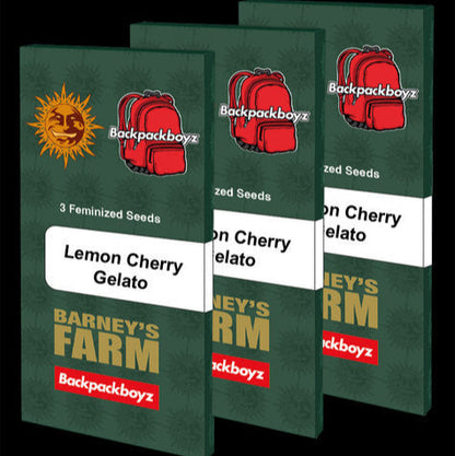 Auf dem Bild sind drei Verpackungen aneinander gereiht von dem Lemon Cherry Gelato Seed der Marke Barneys Farm. Die Verpackung ist grün, darauf sind verschiedene Aufschriften: "3 feminized seeds", darunter "Lemon Cherry Gelato", danach "Barneys Farm" und ganz unten "Backpackboyz". Links oben in der Ecke ist das Logo von Barneys Farm: eine Sonne. Daneben das Logo von Backpackboyz: ein roter Rucksack.