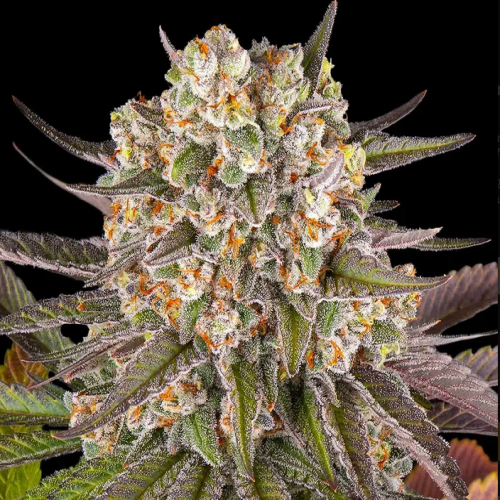 Cannabis-Pflanze der Sorte „Limoncello“ von Barneys Farm mit mehreren harzreichen und Buds, mit teilweise orangenen Härchen und grün-lila gezackten Blättern vor schwarzem Hintergrund.