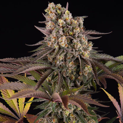 Cannabis-Pflanze der Sorte „Limoncello“ von Barneys Farm mit mehreren harzreichen und Buds, mit teilweise orangenen Härchen und grün-lila gezackten Blättern vor schwarzem Hintergrund.