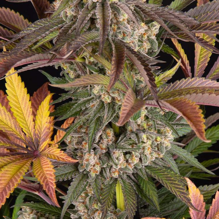 Cannabis-Pflanze der Sorte „Limoncello“ von Barneys Farm mit mehreren harzreichen und Buds, mit teilweise orangenen Härchen. Grün-lila und orange-gelbe, gezackte Blätter vor schwarzem Hintergrund.