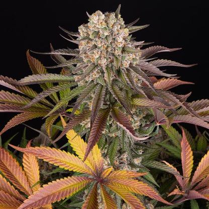 Cannabis-Pflanze der Sorte „Limoncello“ von Barneys Farm mit mehreren harzreichen und Buds, mit teilweise orangenen Härchen. Grün-lila und orange-gelbe, gezackte Blätter vor schwarzem Hintergrund.