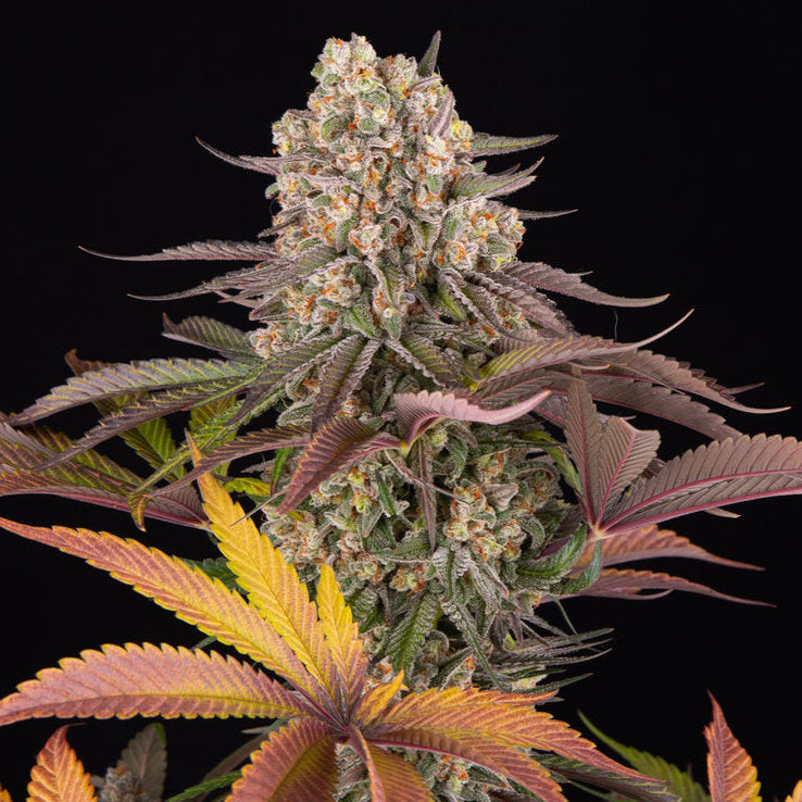 Cannabis-Pflanze der Sorte „Limoncello“ von Barneys Farm mit mehreren harzreichen und Buds, mit teilweise orangenen Härchen. Grün-lila und orange-gelbe, gezackte Blätter vor schwarzem Hintergrund.