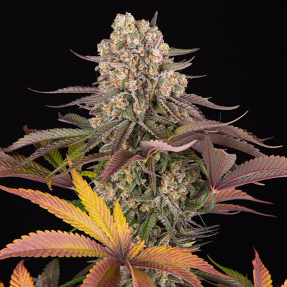 Cannabis-Pflanze der Sorte „Limoncello“ von Barneys Farm mit mehreren harzreichen und Buds, mit teilweise orangenen Härchen. Grün-lila und orange-gelbe, gezackte Blätter vor schwarzem Hintergrund.