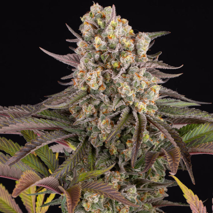 Cannabis-Pflanze der Sorte „Limoncello“ von Barneys Farm mit mehreren harzreichen und Buds, mit teilweise orangenen Härchen. Grün-lila farbige und gezackte Blätter vor schwarzem Hintergrund.