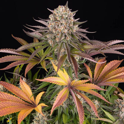 Cannabis-Pflanze der Sorte „Limoncello“ von Barneys Farm mit mehreren harzreichen und Buds, mit teilweise orangenen Härchen. Grün-lila und orange-gelbe, gezackte Blätter vor schwarzem Hintergrund.