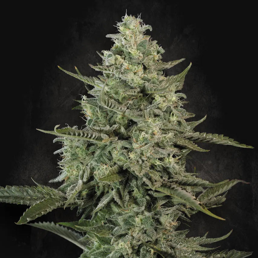 Mendo Creme Hanfsamen von Paradise Seeds gezogene Cannabispflanze