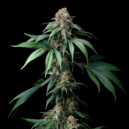 Komplette Cannabis-Pflanze der Sorte „Mendo Breath“ mit mehreren harzreichen Buds und charakteristischen, tiefgrünen gezackten Blättern vor dunklem Hintergrund.