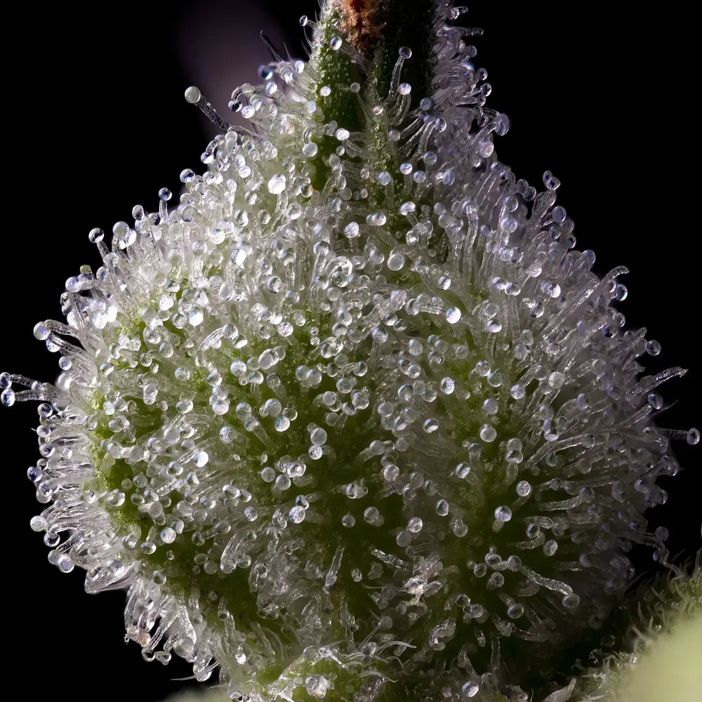 Makroaufnahme von Cannabis-Trichomen auf der Sorte "Mendo Breath" von Barneys Farm – klare Harzdrüsen auf grün-lilaner Blüteoberfläche, dicht bedeckte Cannabis-Knospen mit kristallinem Harz.