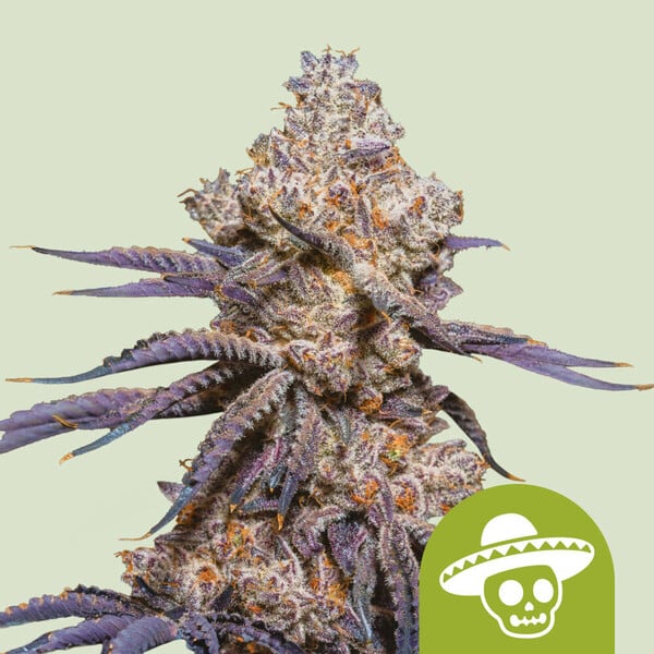 Mexican Rush Auto Cannabispflanze von Royal Queen Seeds