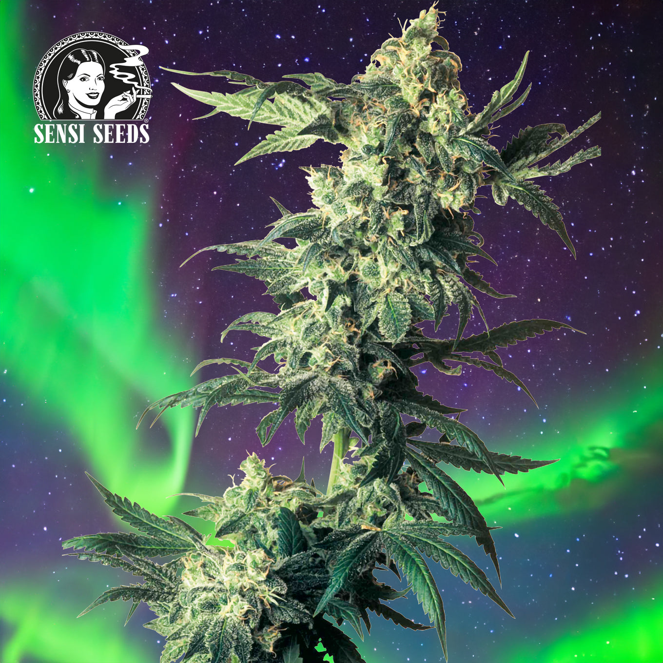 Reife Cannabisblüte von Bushdoctor Northern Lights Samen gezogene Sämling mit Sensi Seeds Logo