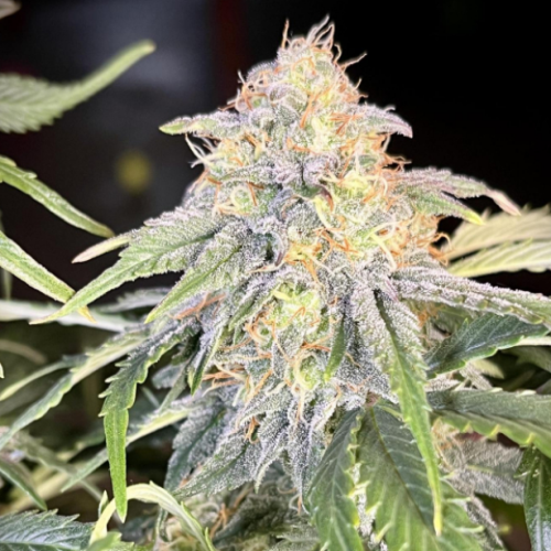 Hanfpflanze "Orange President", Samen von Fast Buds – hochwertige Cannabis-Sorte mit fruchtigem Orangenduft und kompaktem Wuchs