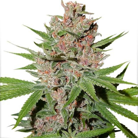 Passion Fruit Dutch Passion Cannabis Strain